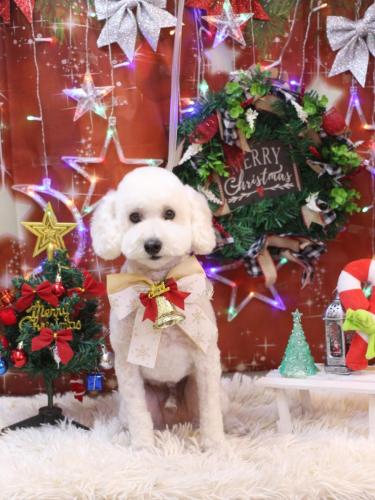 20231216ビビくん